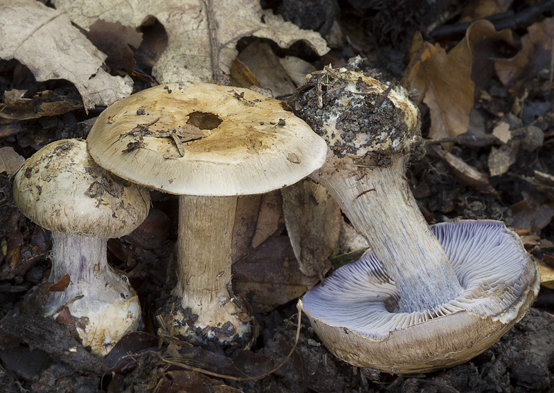 Cortinarius luhmannii